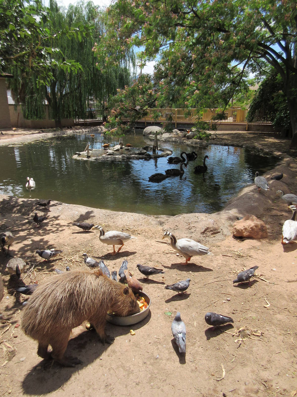 Capybara/Waterfowl Exhibit
