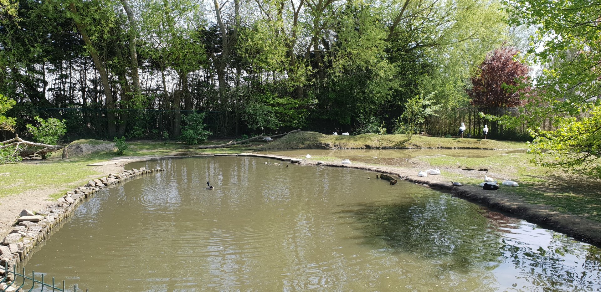Capybara - White stork enclosure