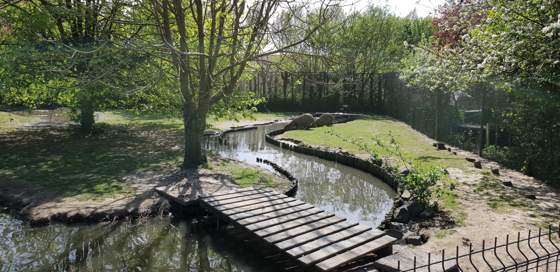Capybara - White stork enclosure