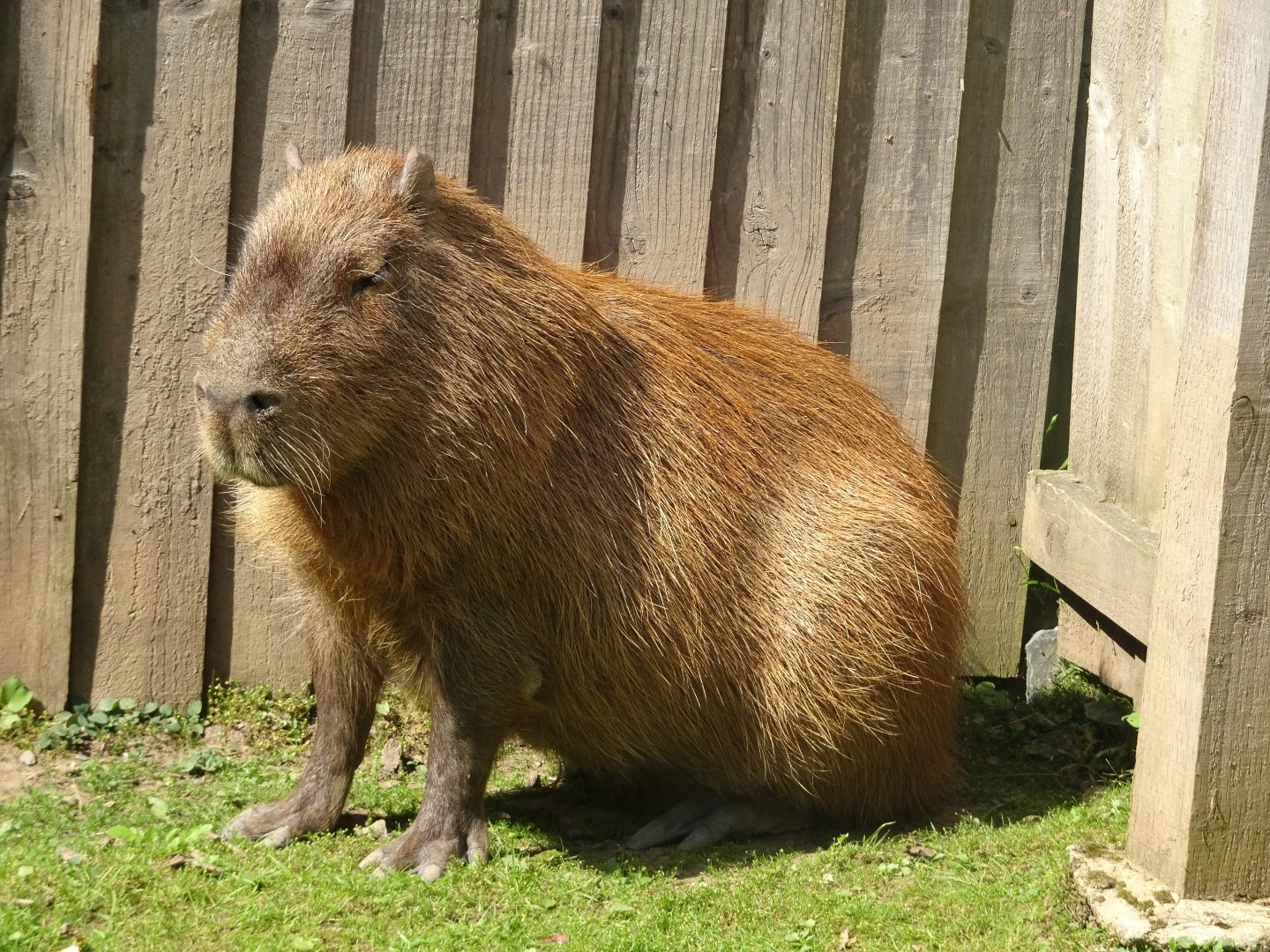 Capybara, Wild Discovery, 2 August 2025