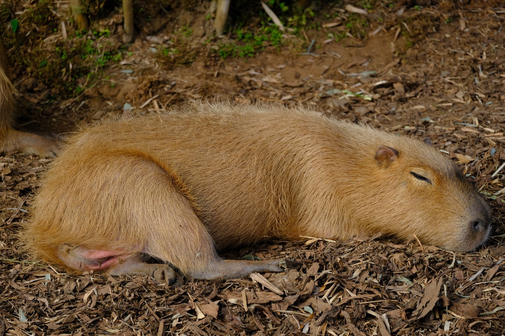 Capybara - Wildlife HQ