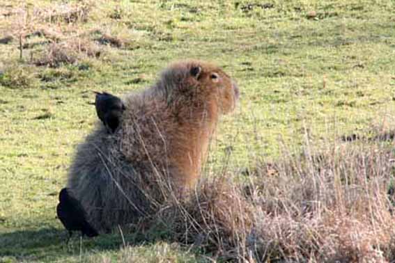 Capybara with a crow on its back!