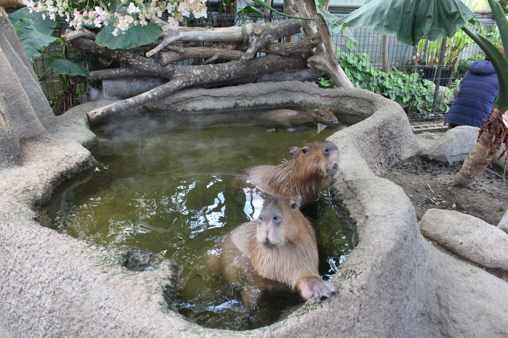 Capybara with hot water