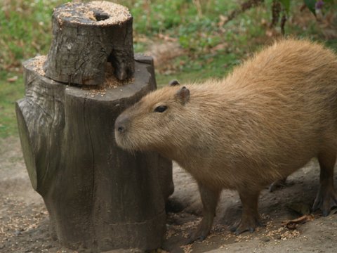 capybara with log