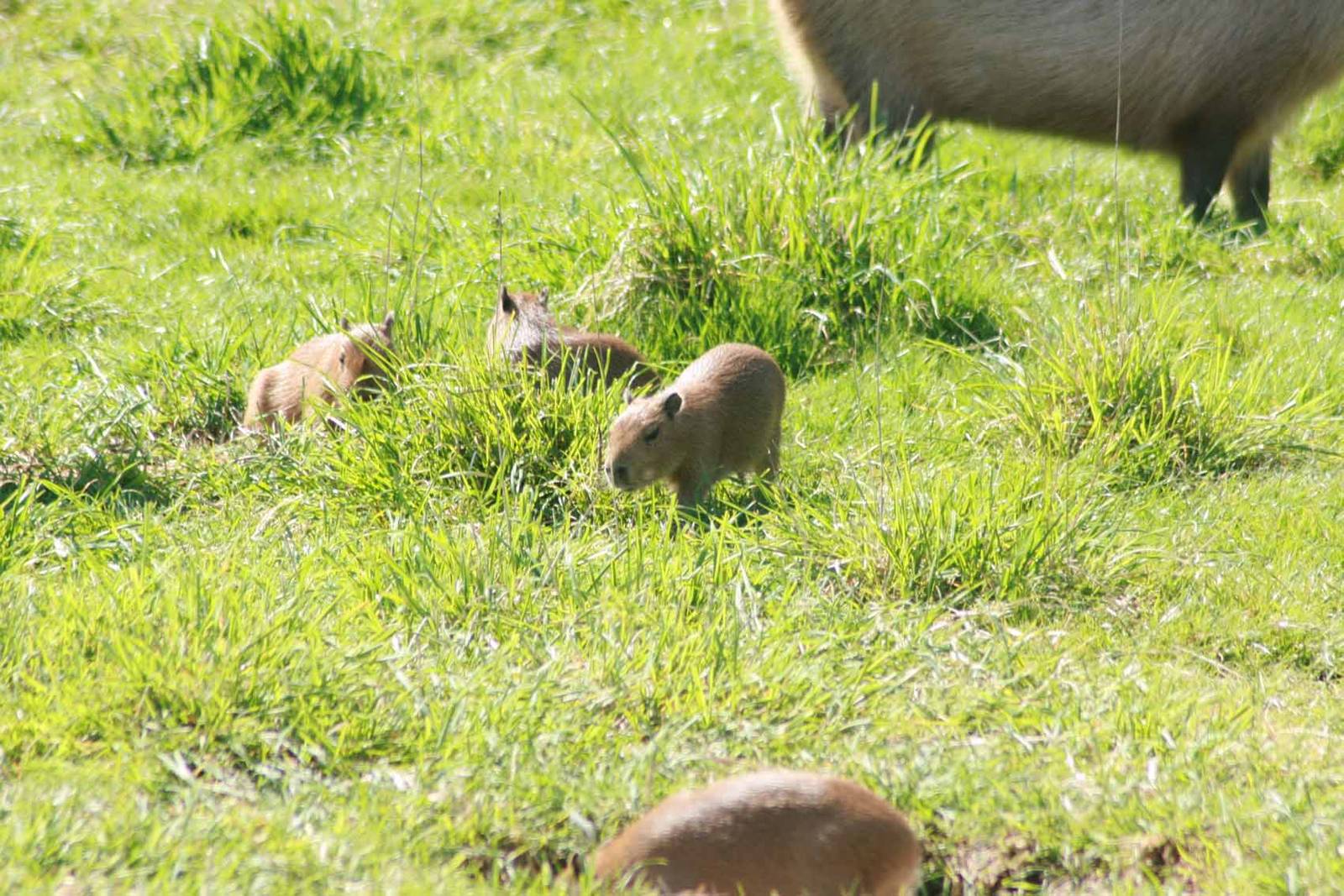 Capybara with young at Marwell Wildlife