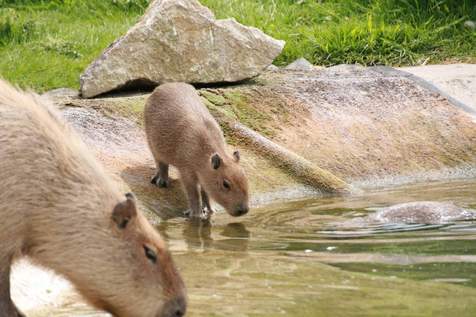 Capybara with young at Marwell Wildlife