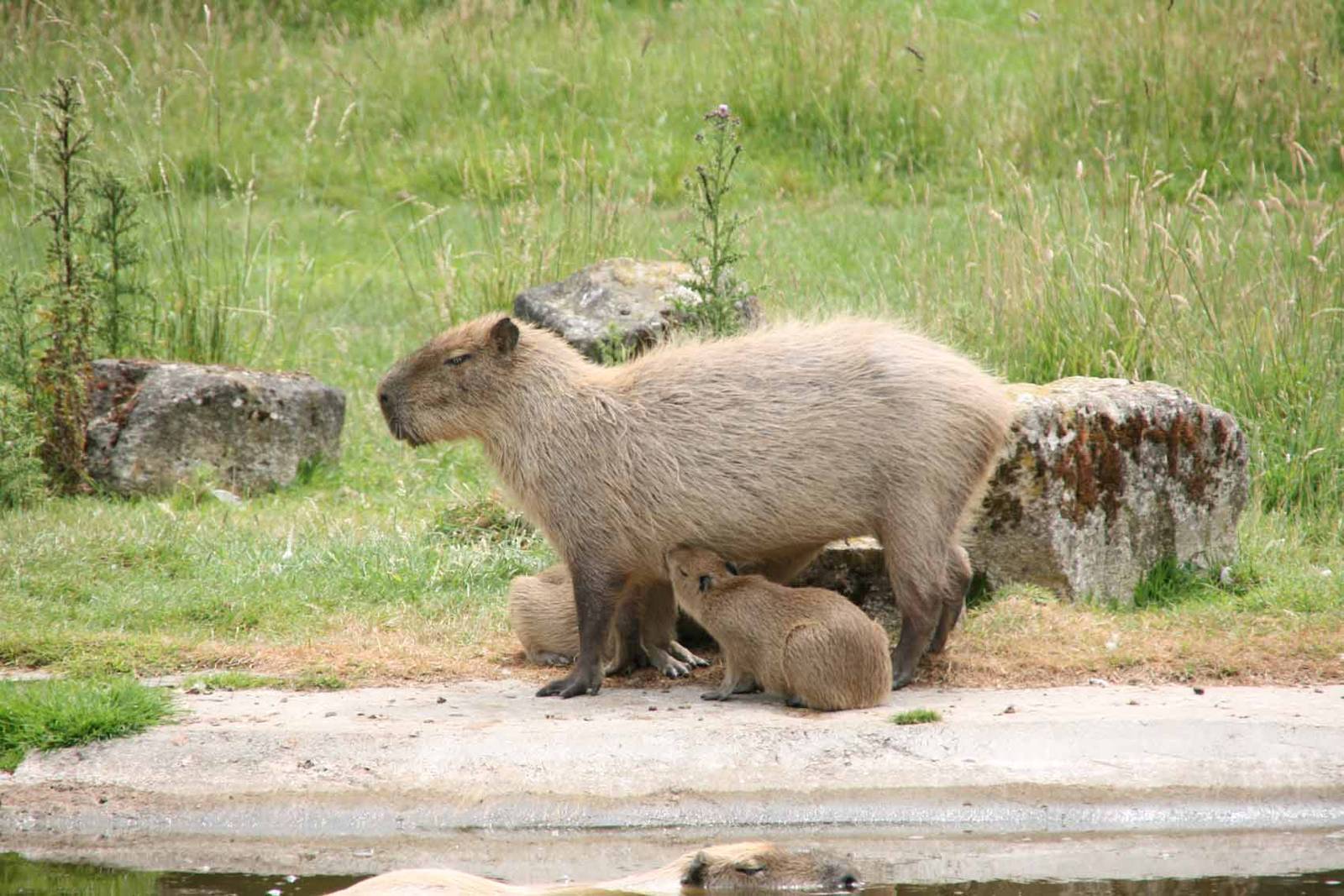 Capybara with young at Marwell Wildlife