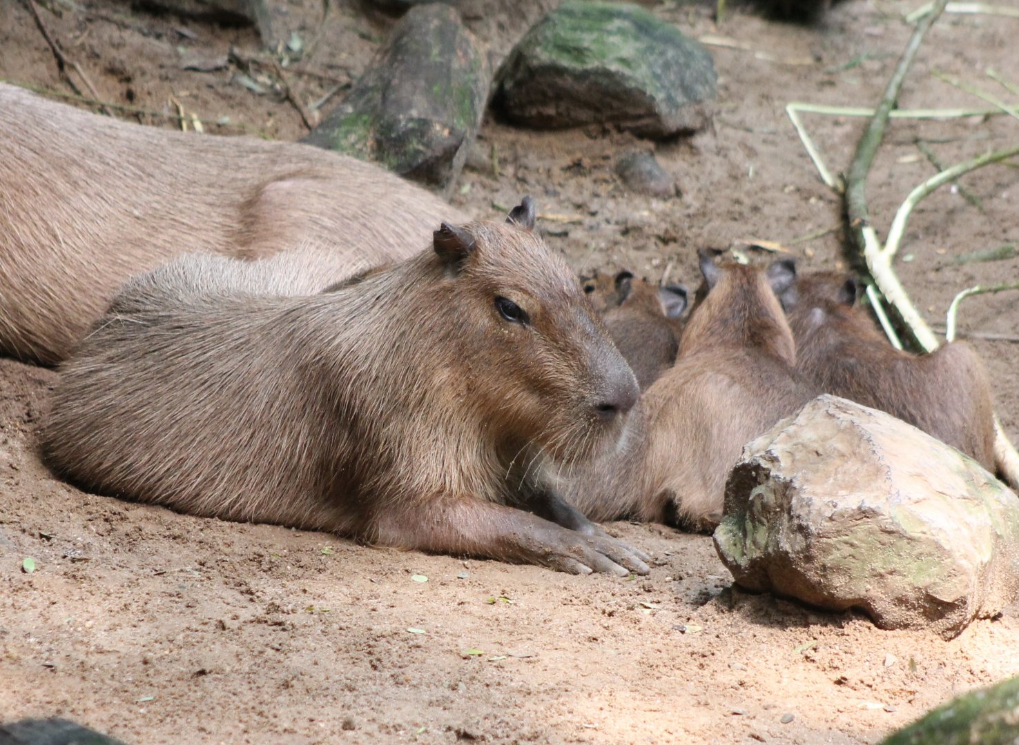 Capybara with young
