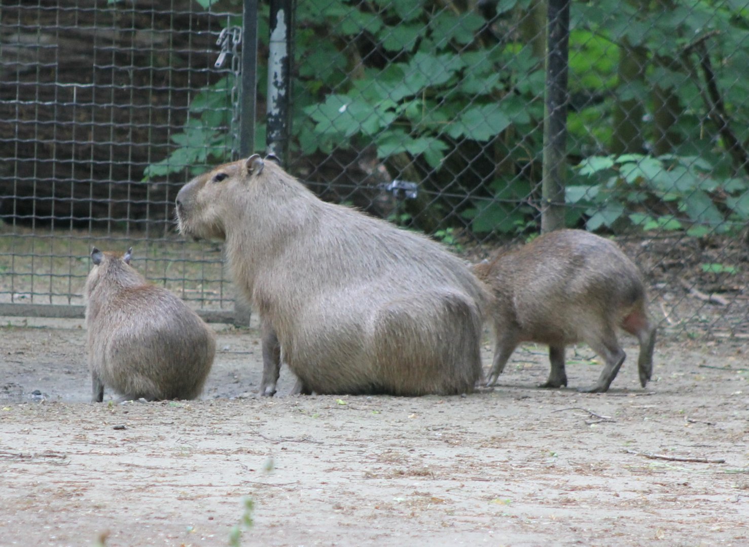 Capybara with young