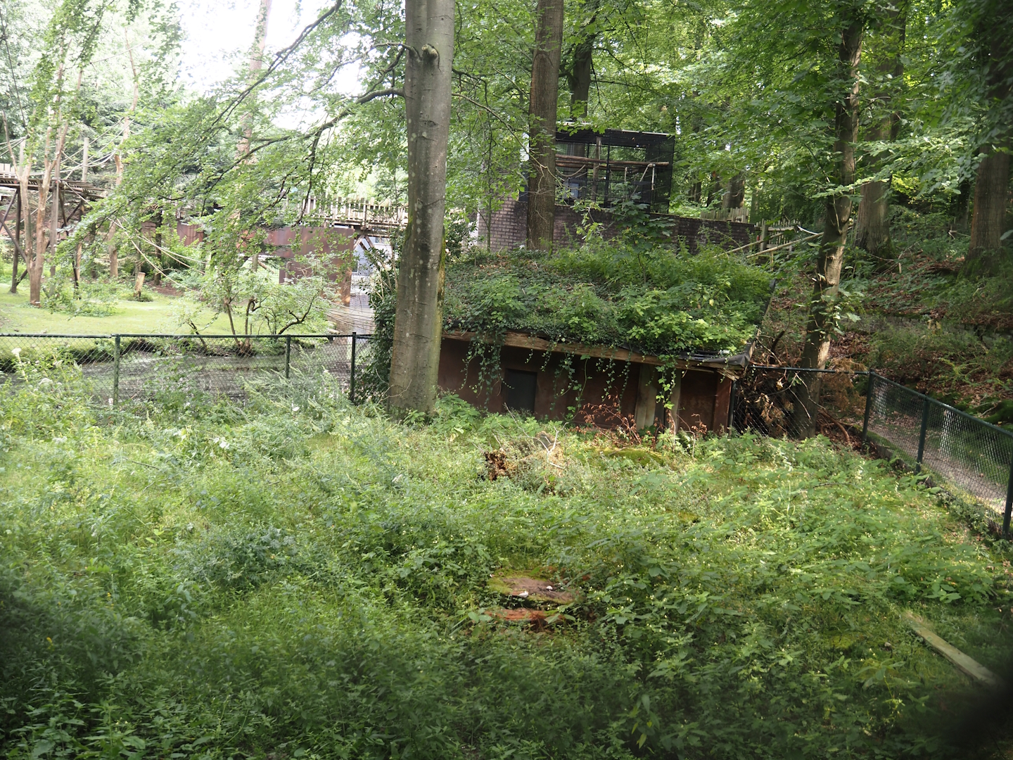 Capybara yard and shelter, 2024-08-18