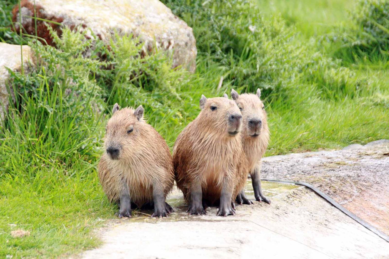 Capybara young at Marwell Wildlife