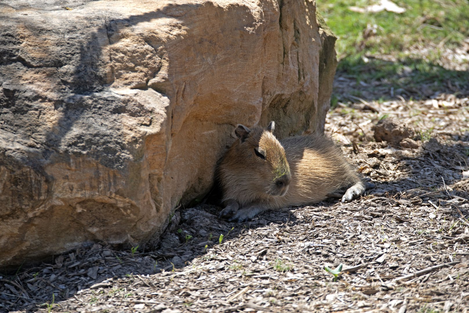 Capybara young