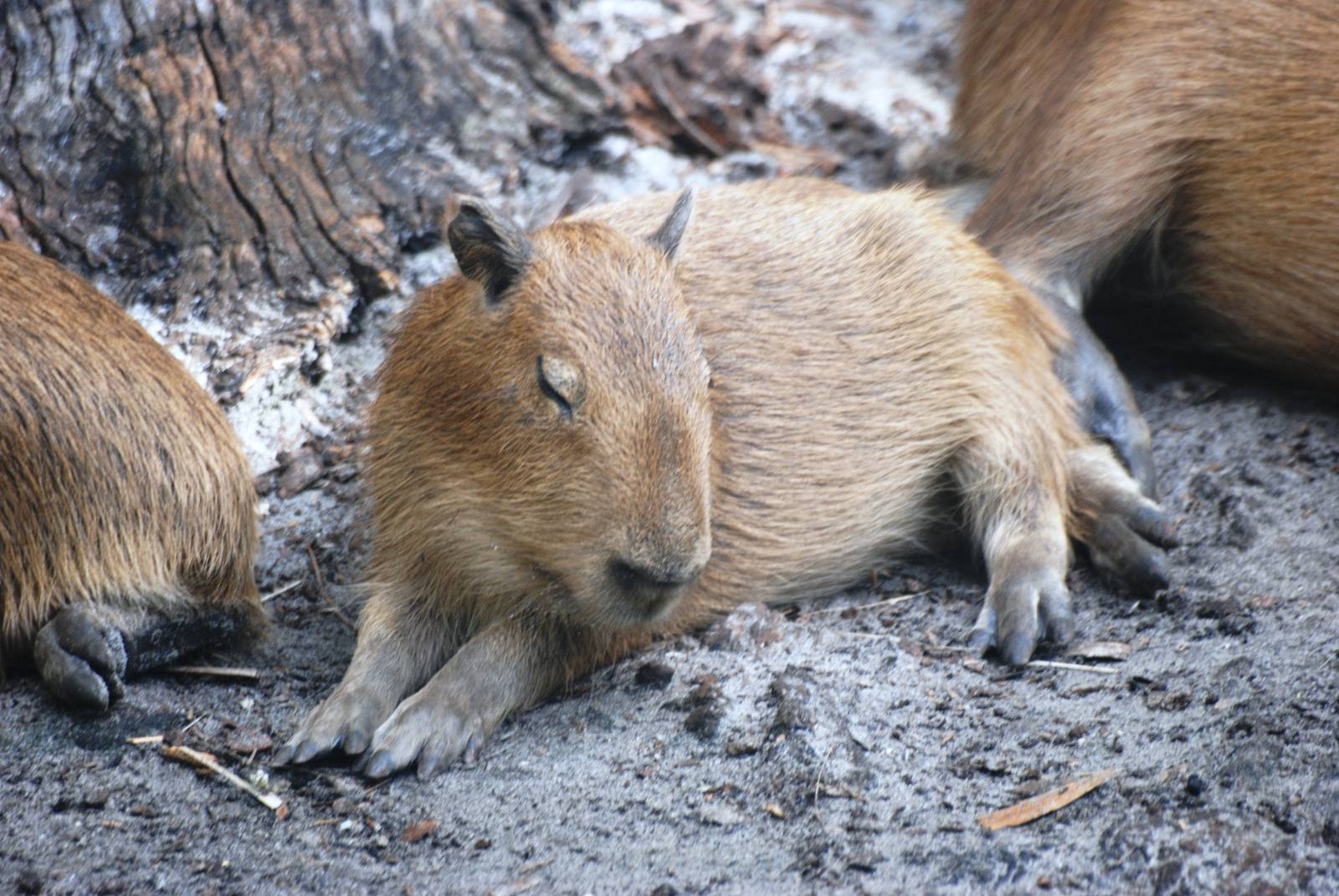 Capybara Youngster at Brevard, 14/10/13