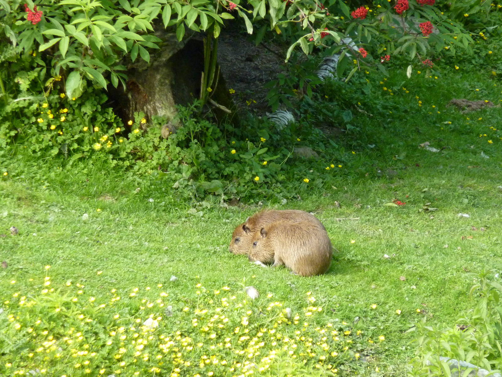 Capybara Youngsters