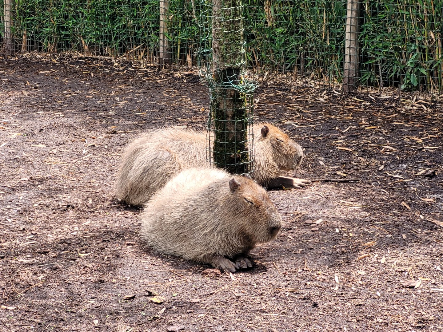 Capybara -Zoo du bassin d'Arcachon (2024)