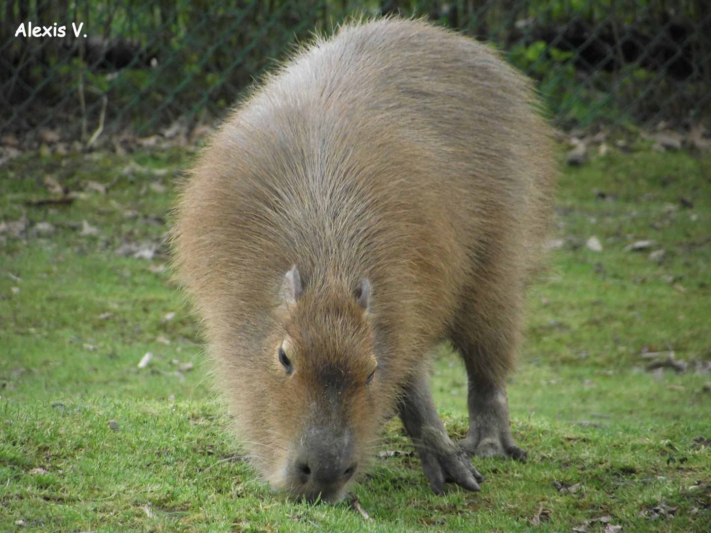 Capybara - Zooparc de Beauval - 03/2013