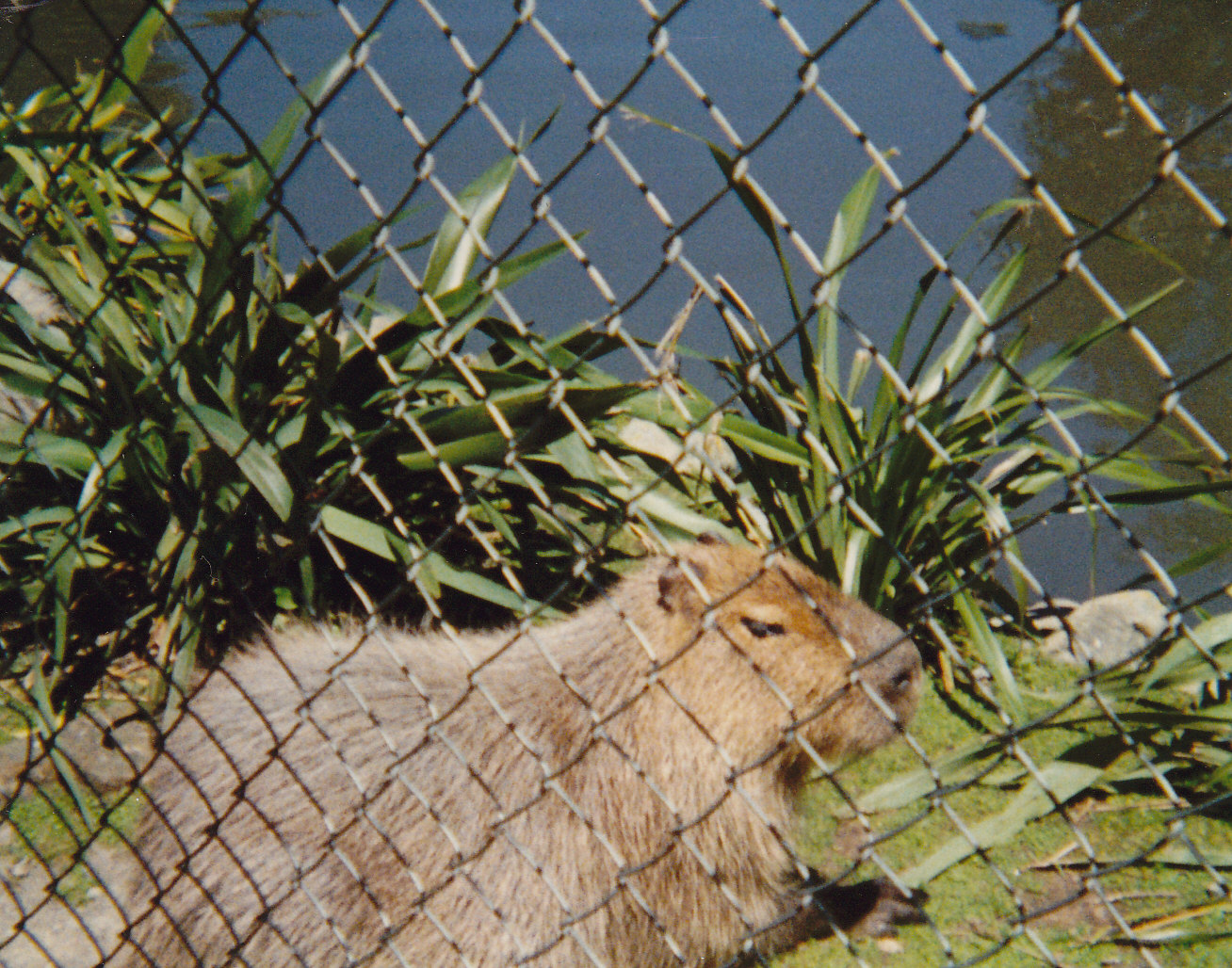 capybara