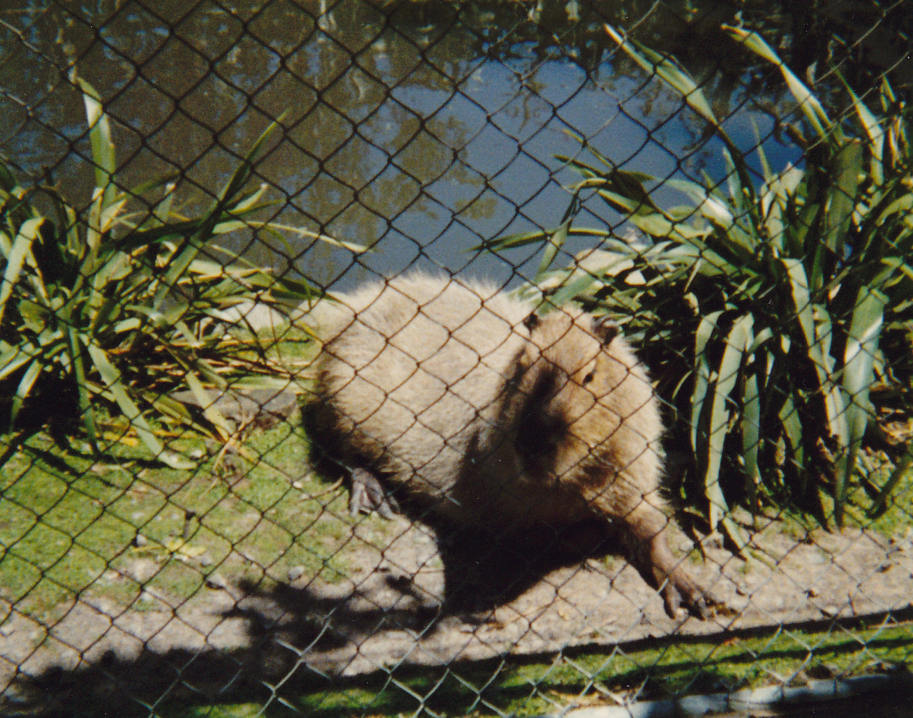 capybara