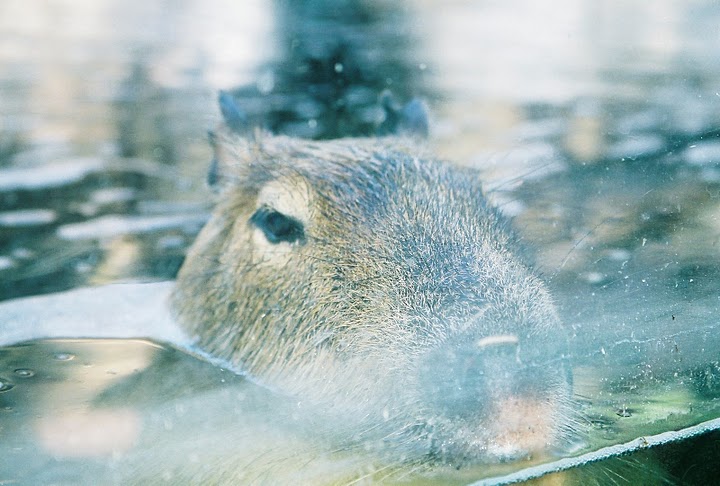 Capybara