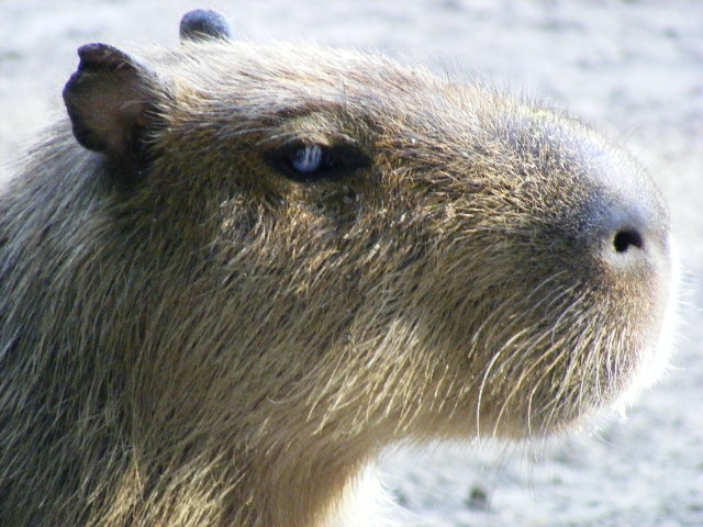 Capybara