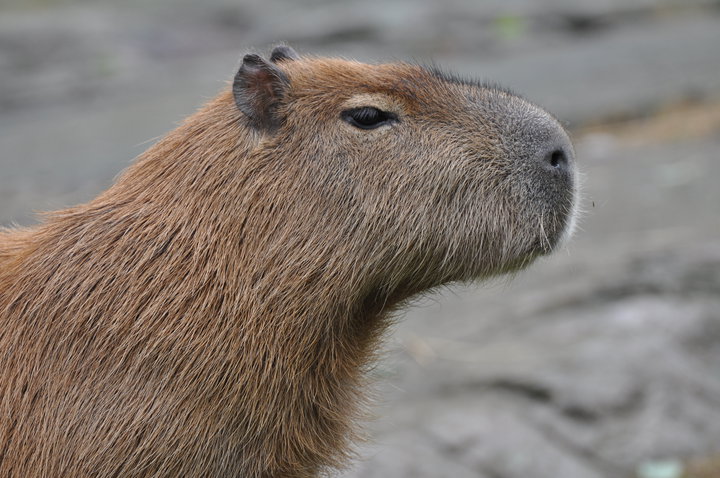 Capybara
