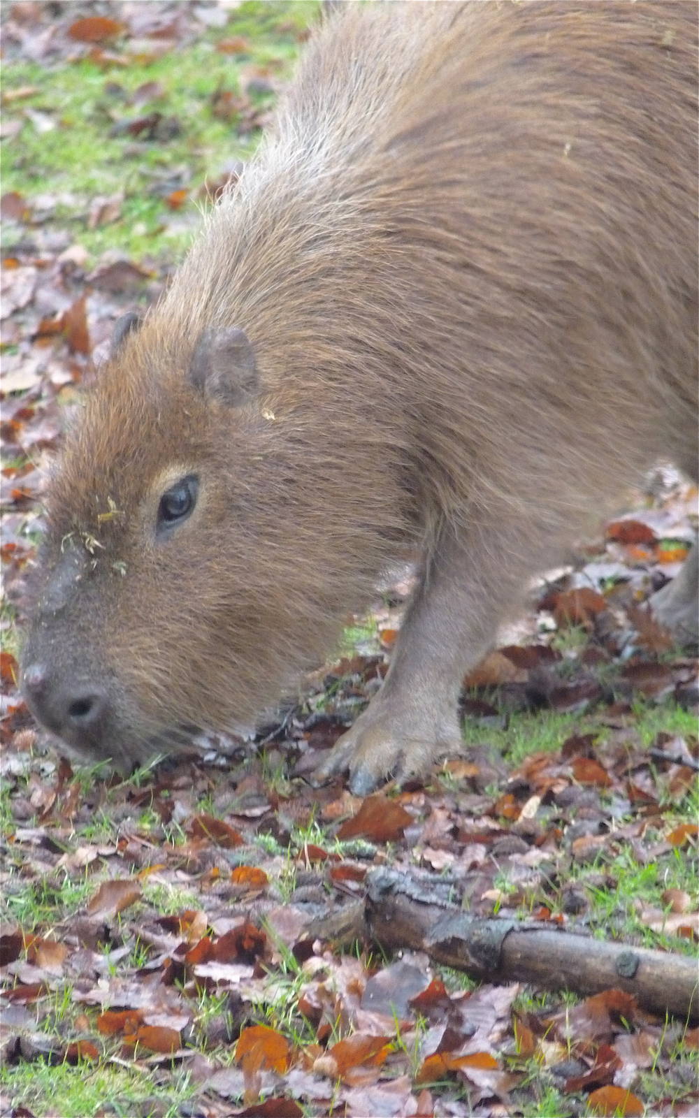 Capybara
