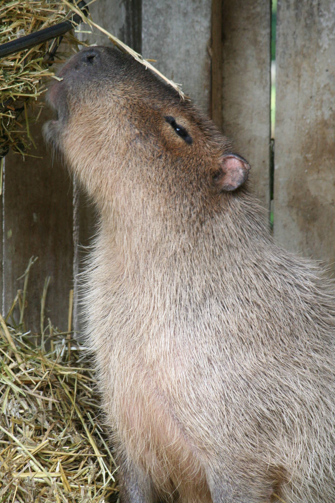 Capybara