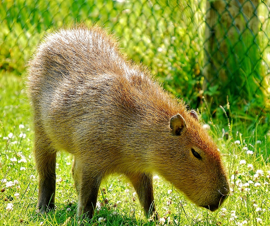 Capybara