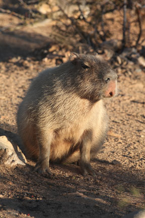 capybara