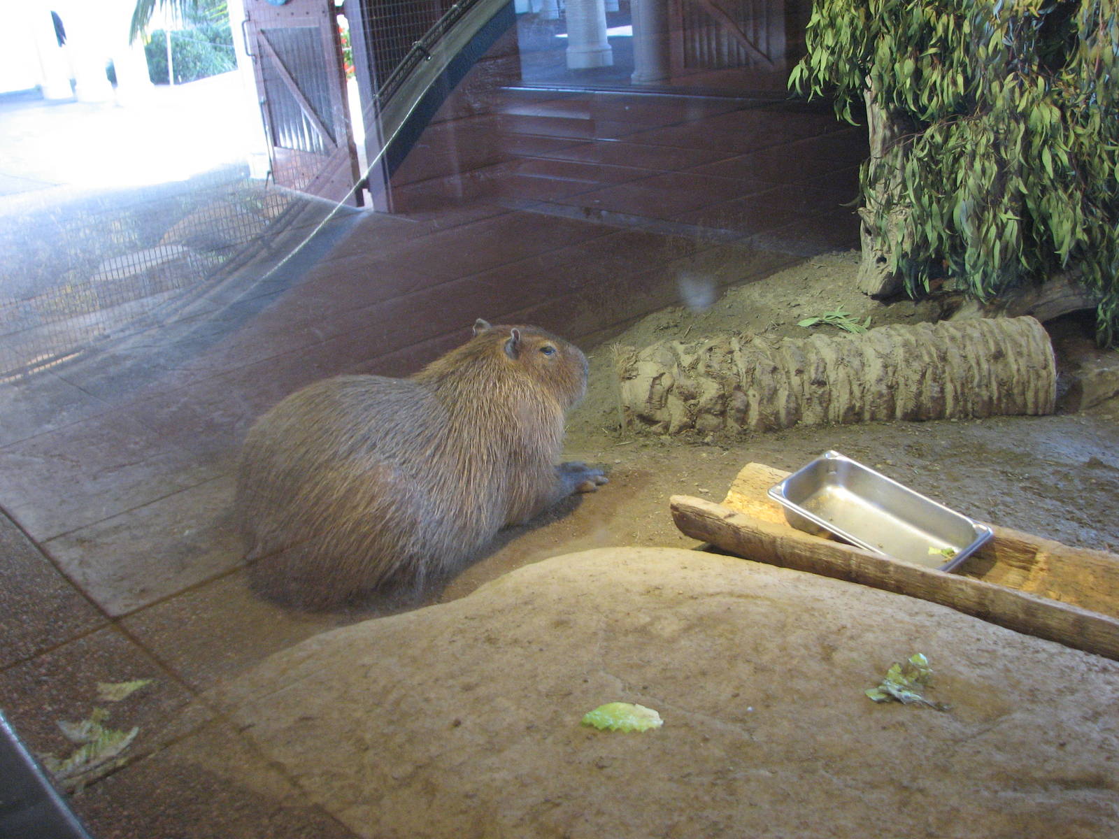 Capybara