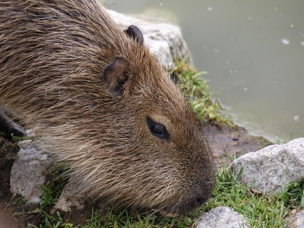 Capybara