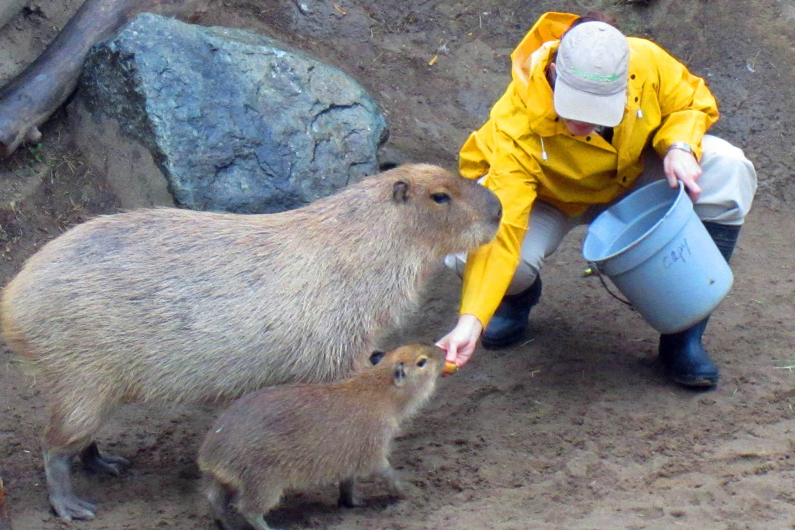 Capybara