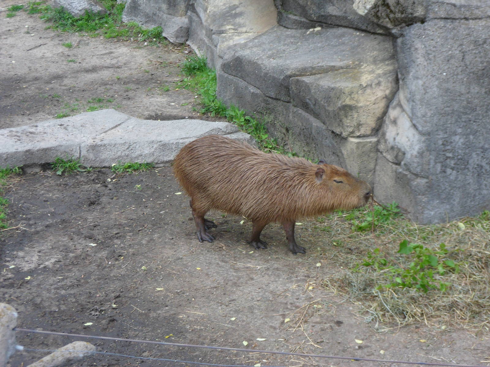 Capybara
