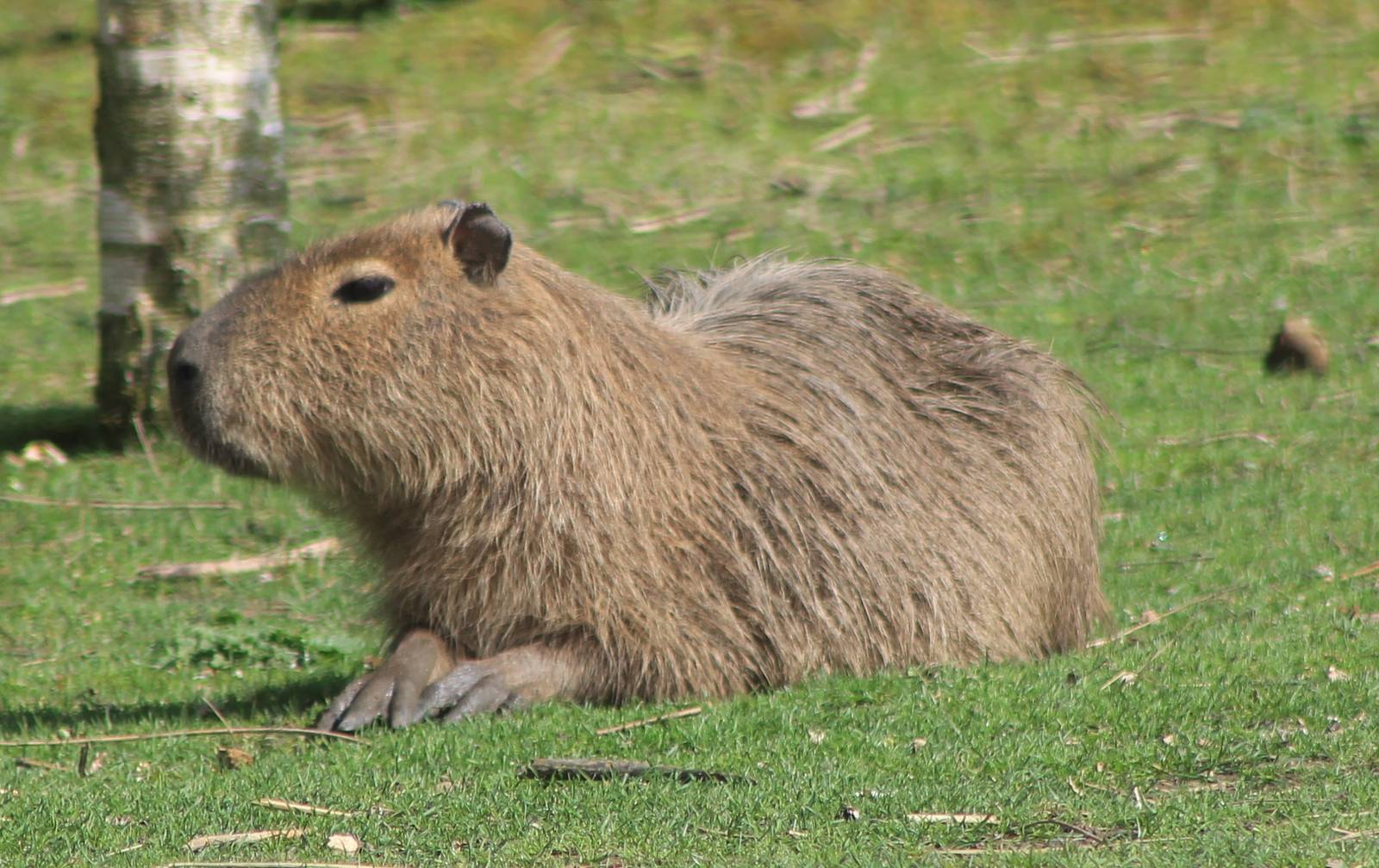 capybara