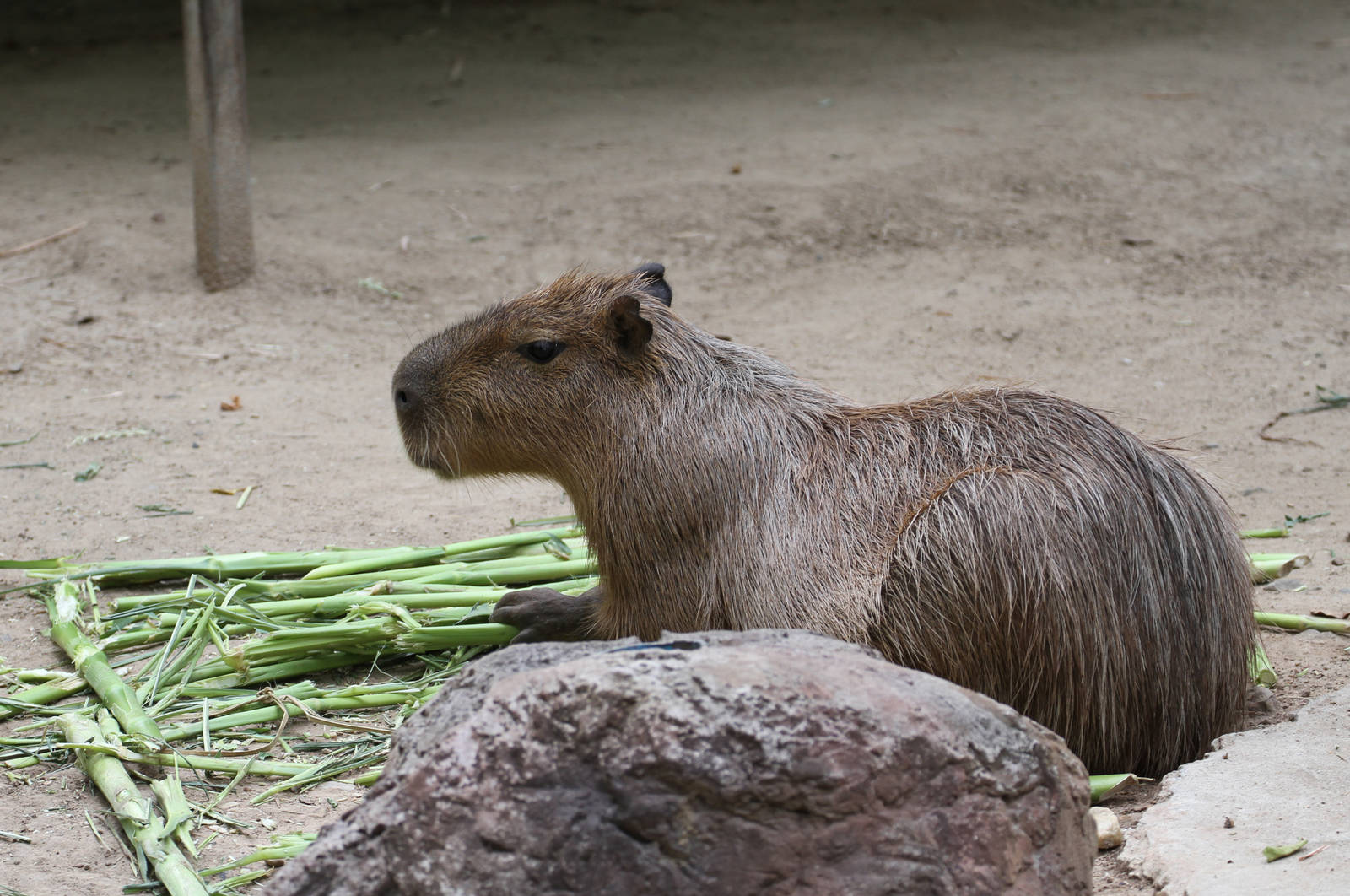 Capybara
