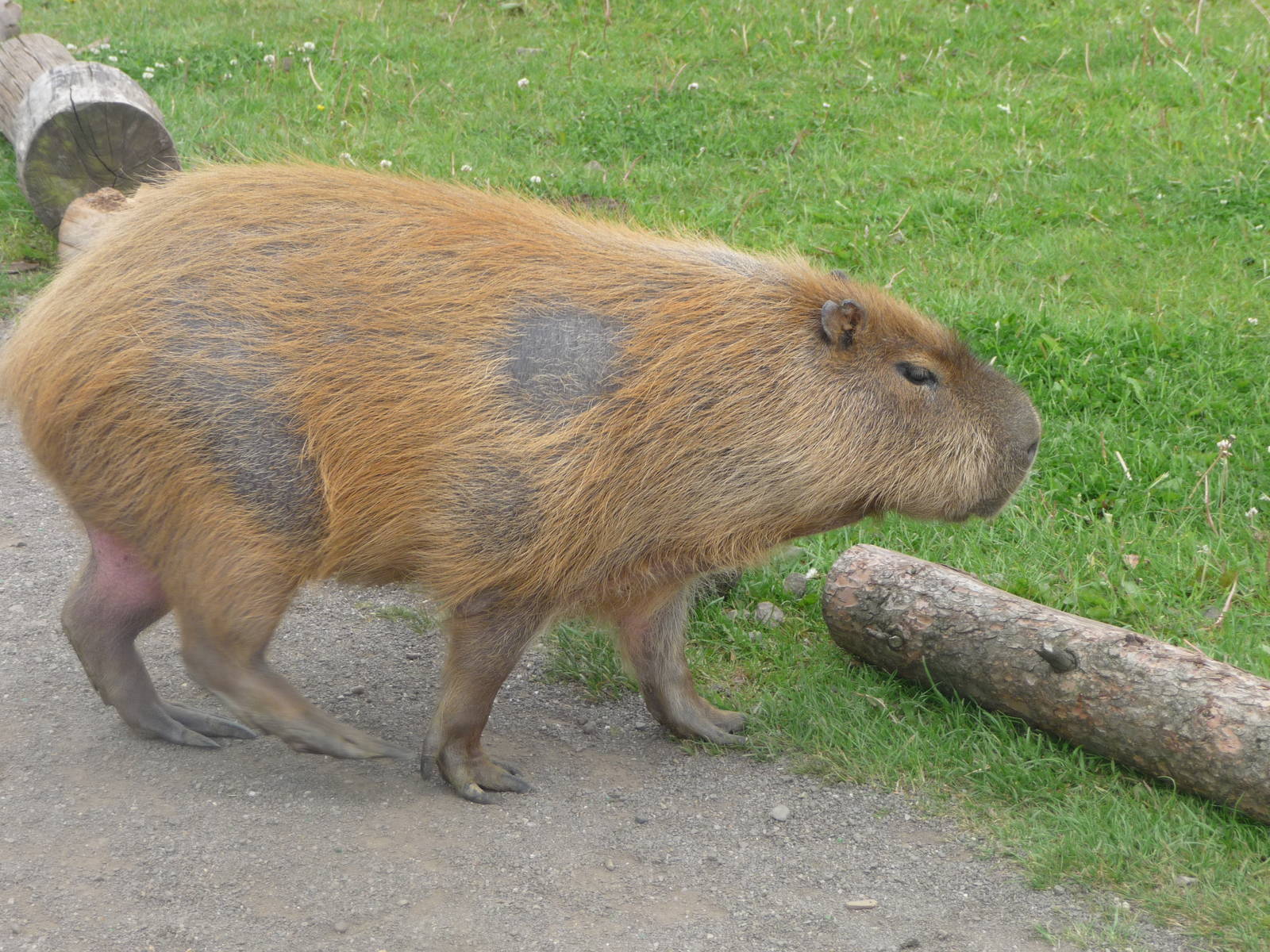 Capybara