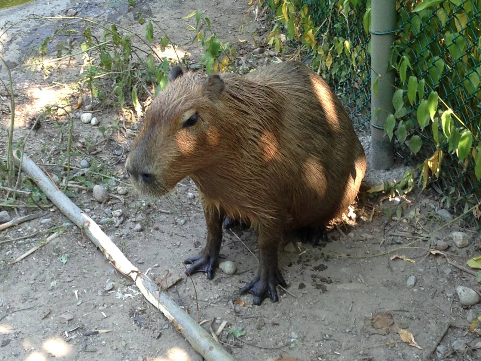 Capybara
