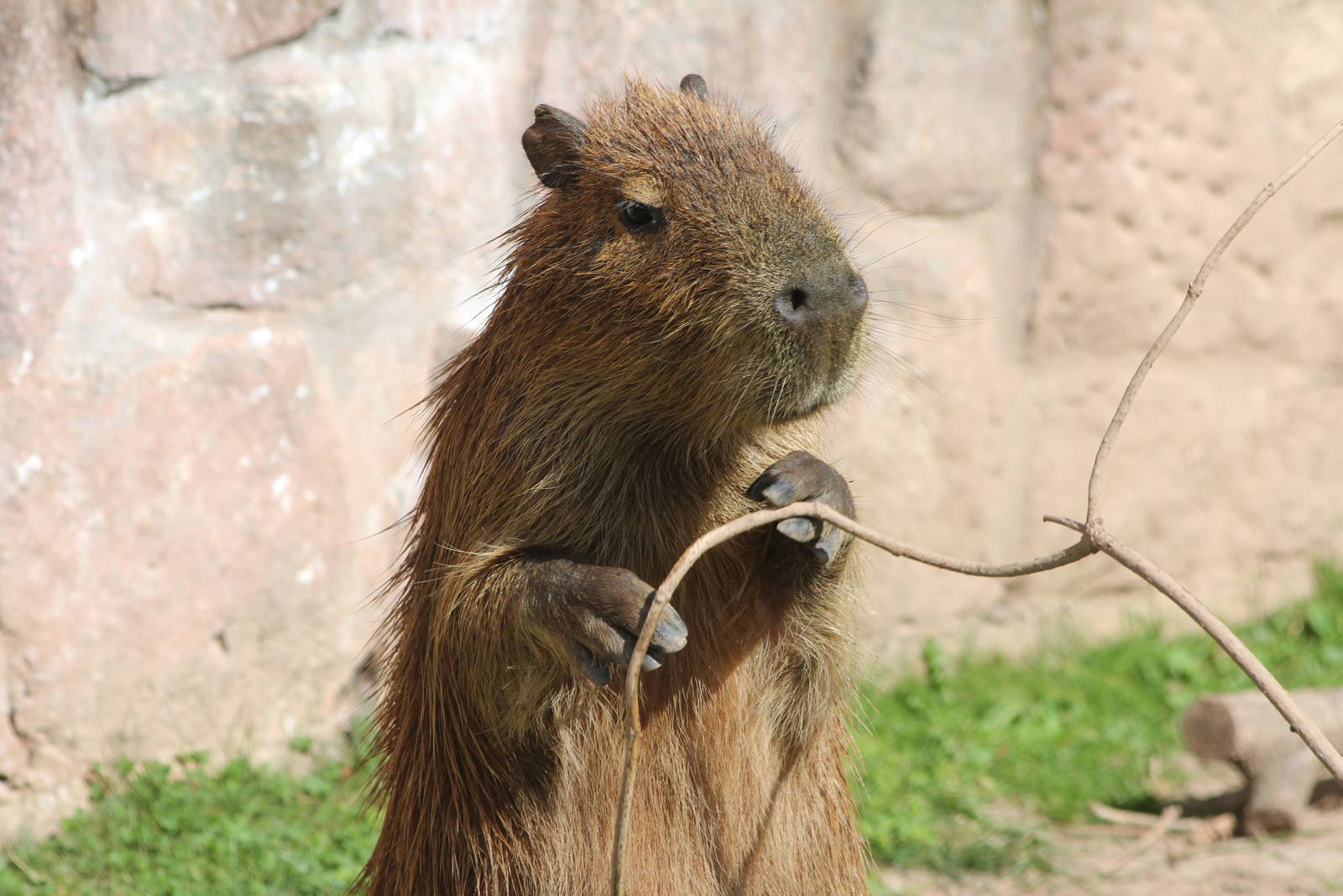 Capybara
