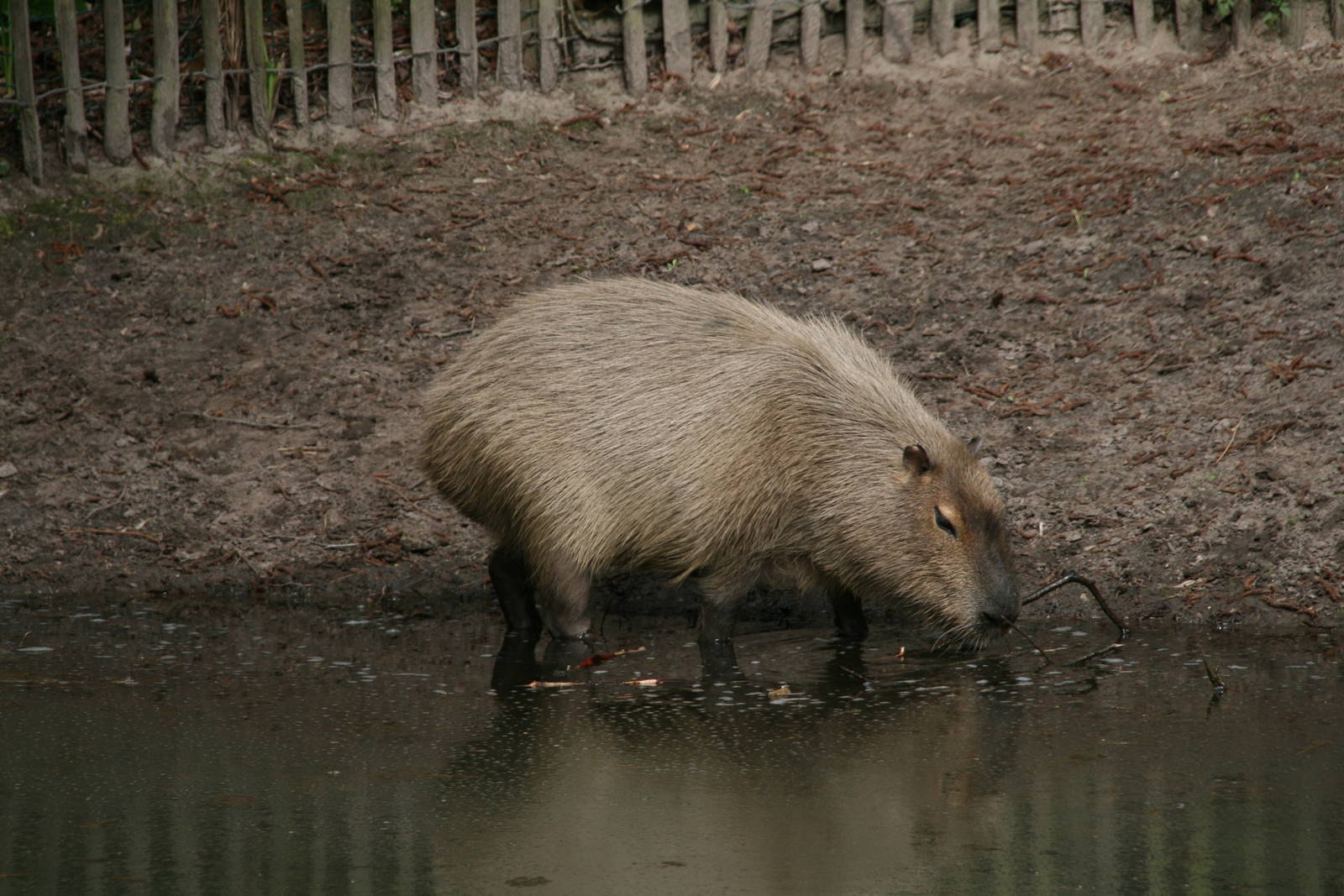 Capybara