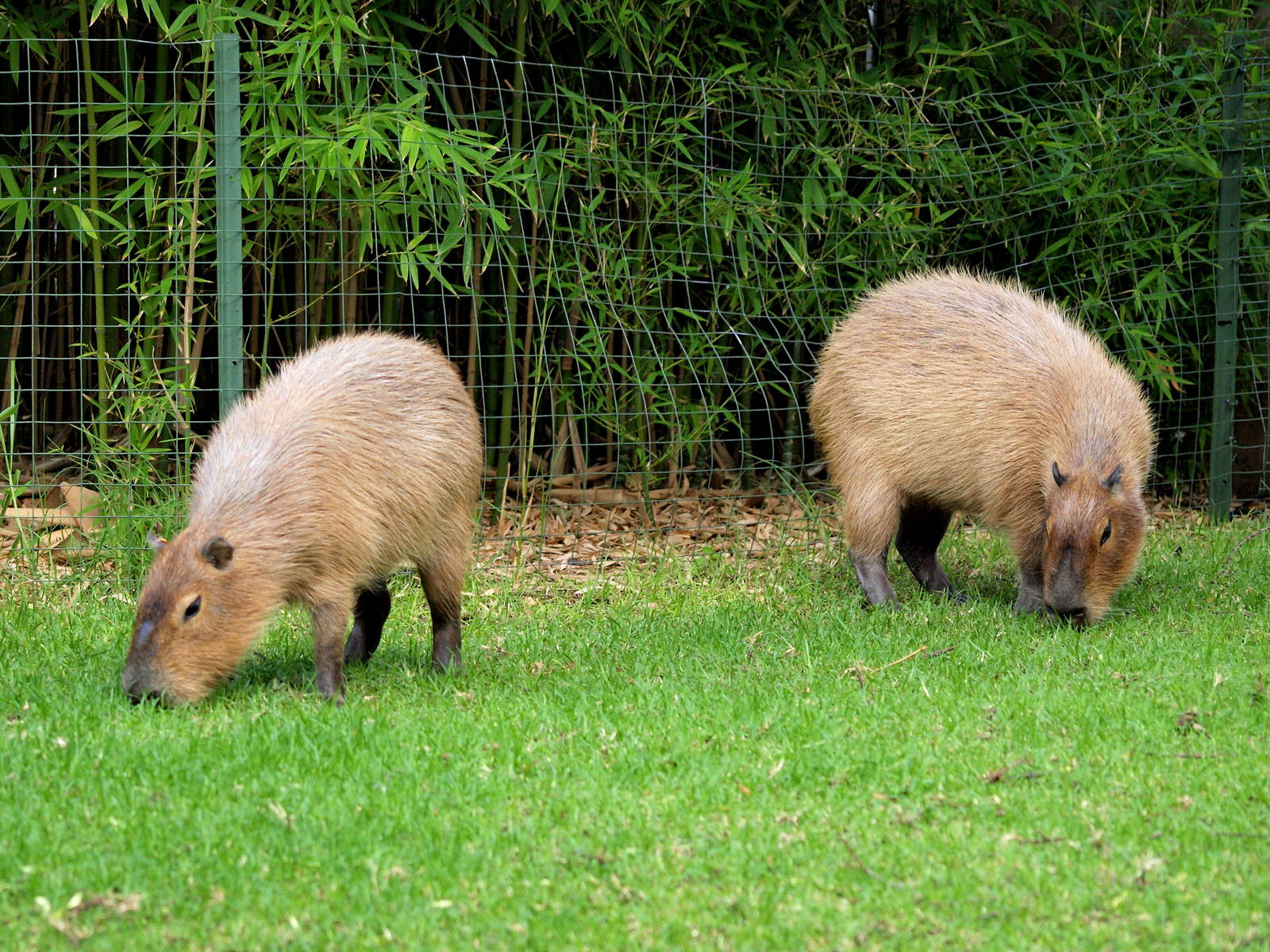 Capybara