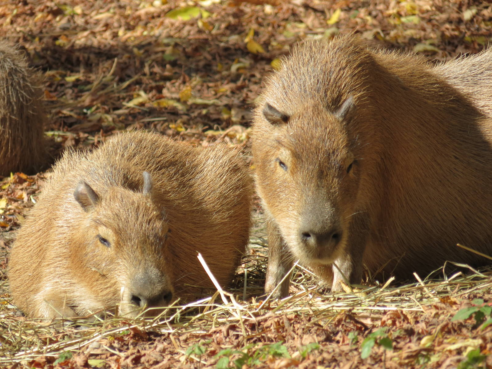 Capybara