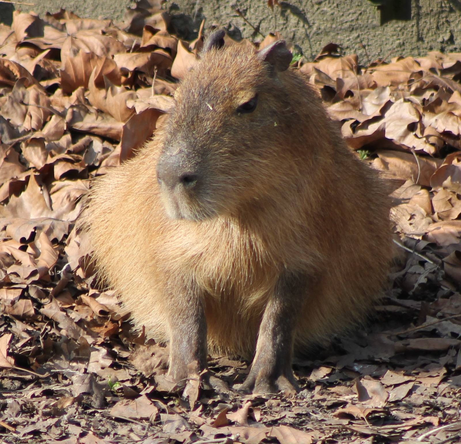 Capybara