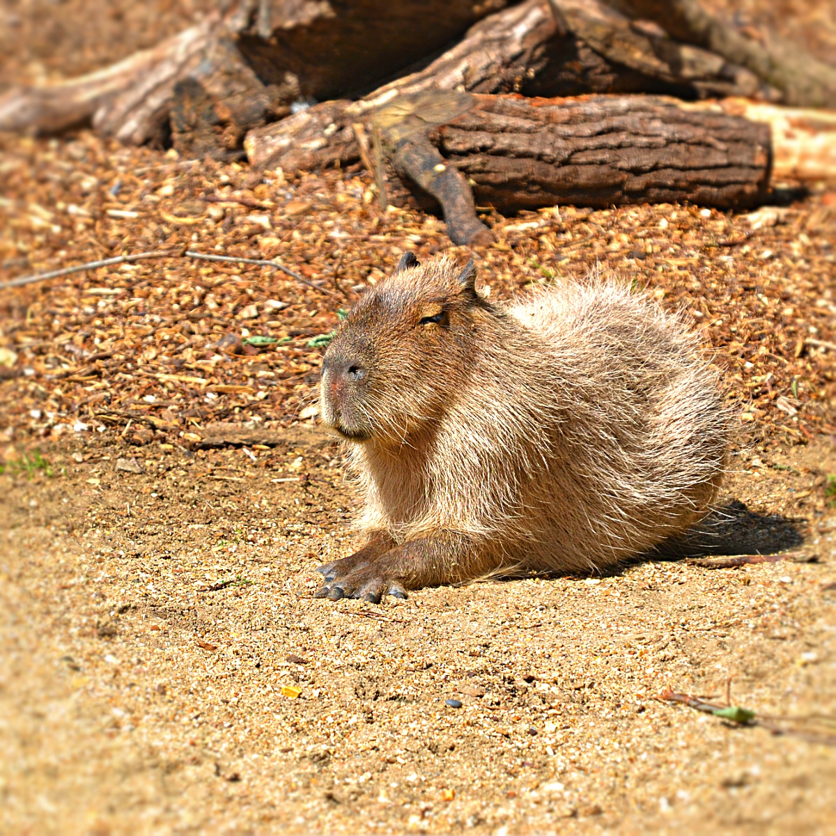 CAPYBARA