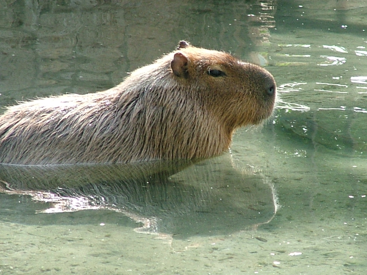 Capybara