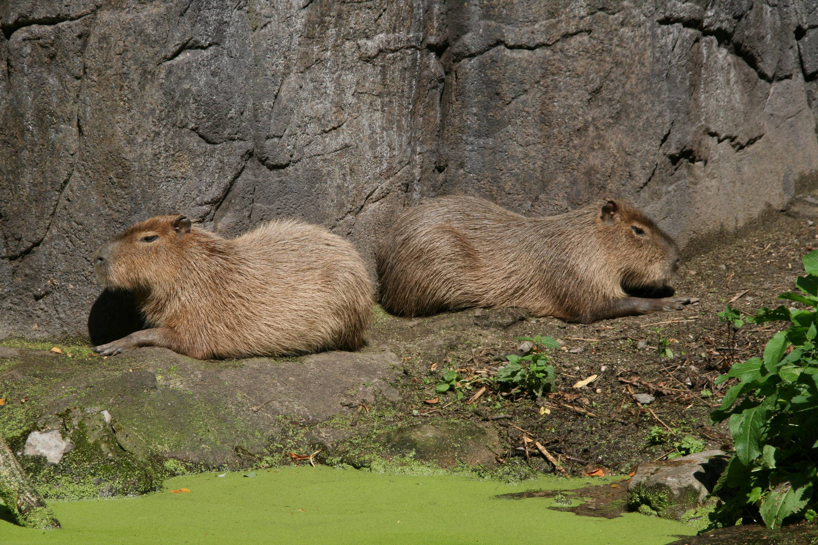 Capybara