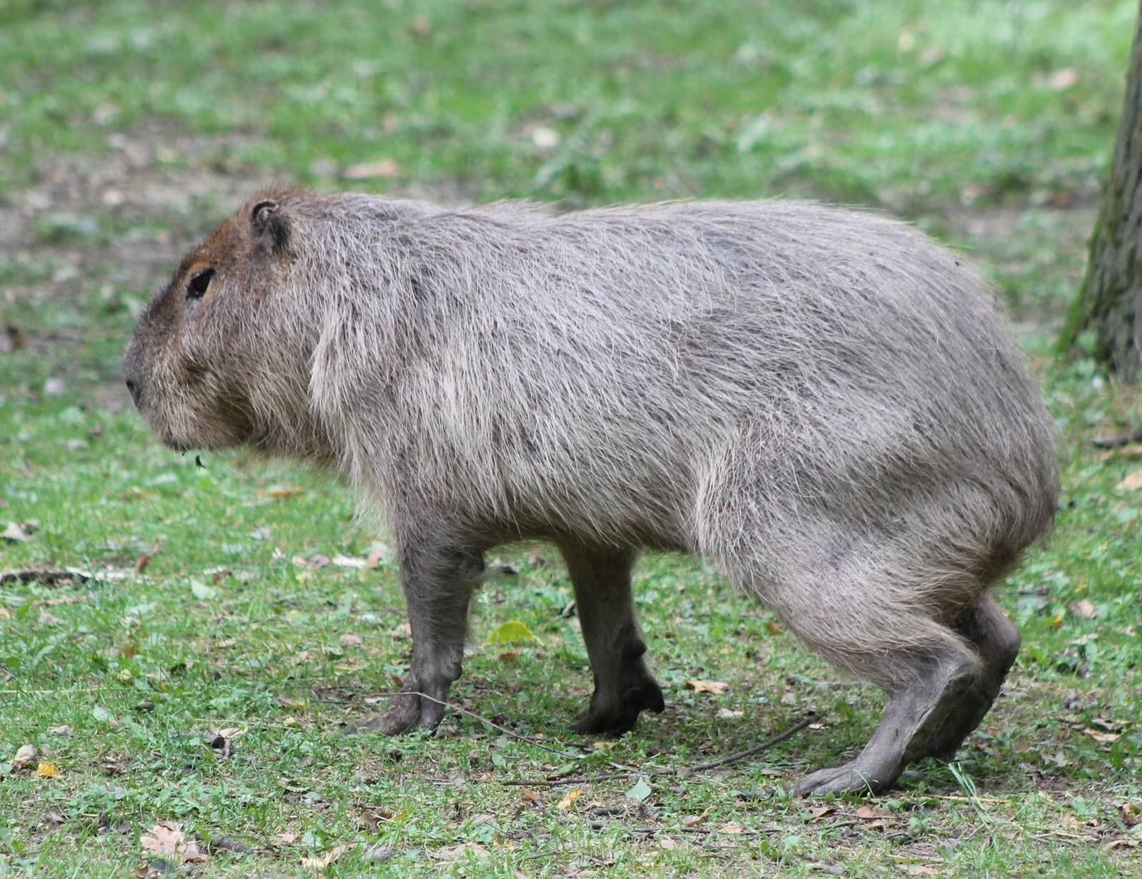 Capybara