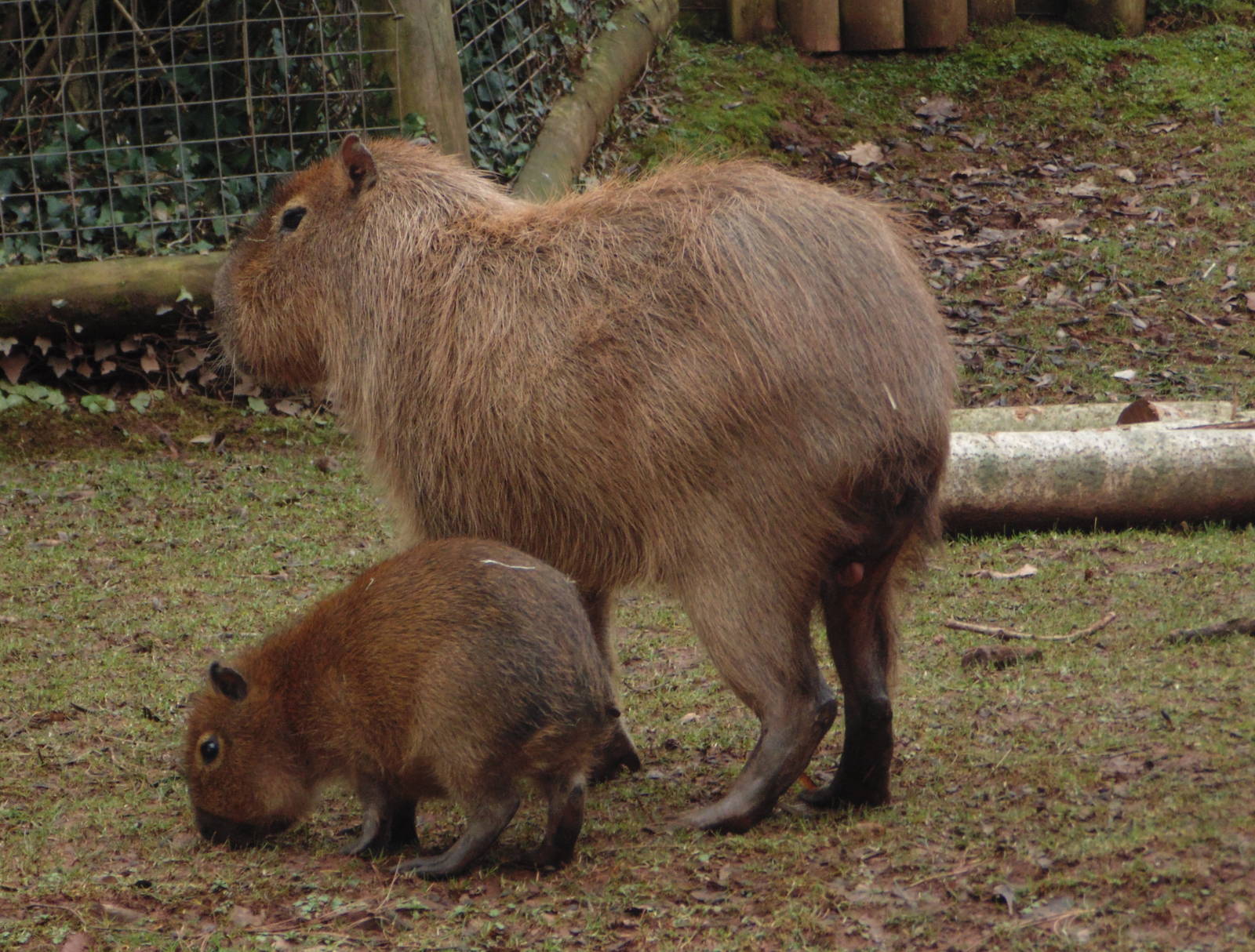 Capybara