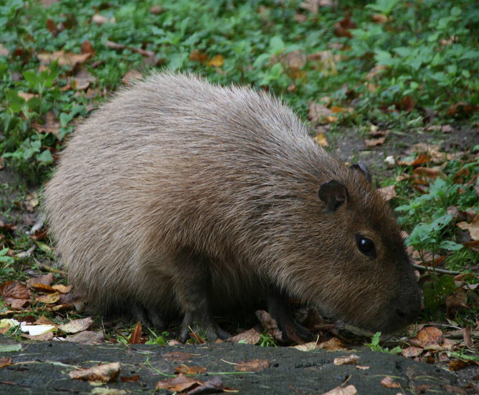 Capybara