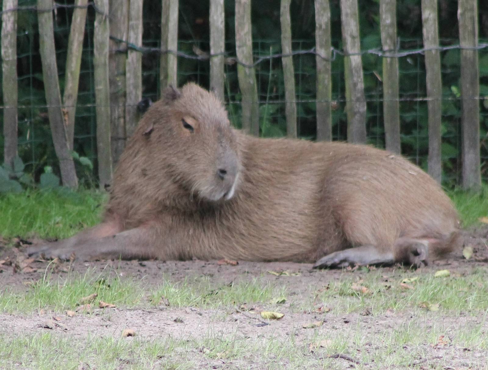 Capybara