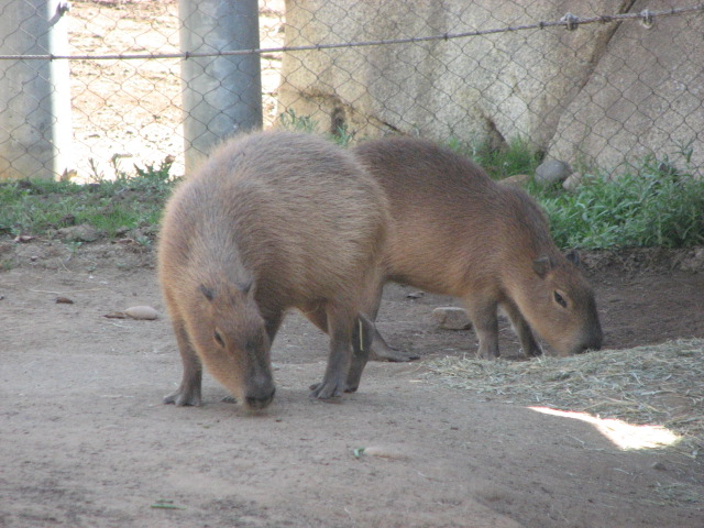 Capybara